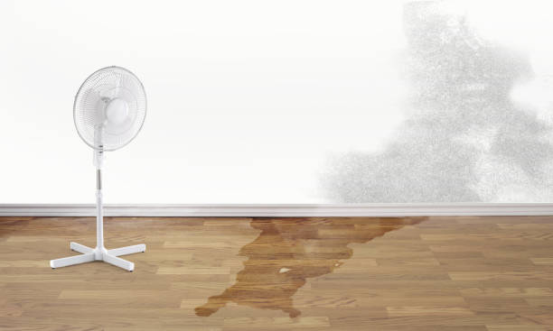 Best Water damage restoration process  in Camden, OH